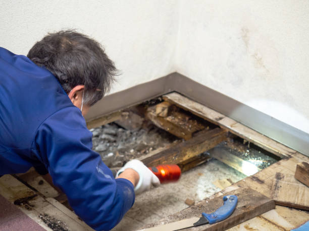 Best Office Mold Removal Services  in Bayou Vista, LA