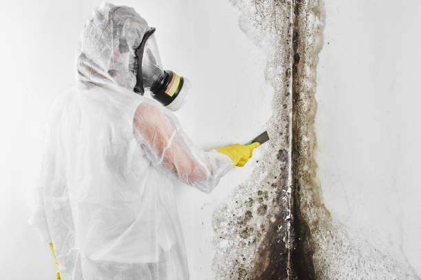Best Mold Damage Repair  in Bayou Vista, LA