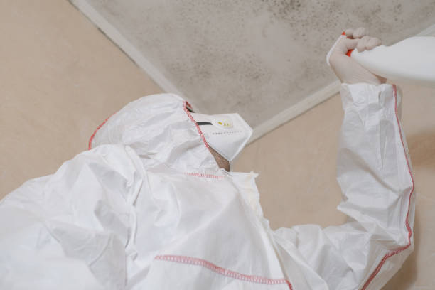 Best Best Mold Removal Companies  in Bayou Vista, LA