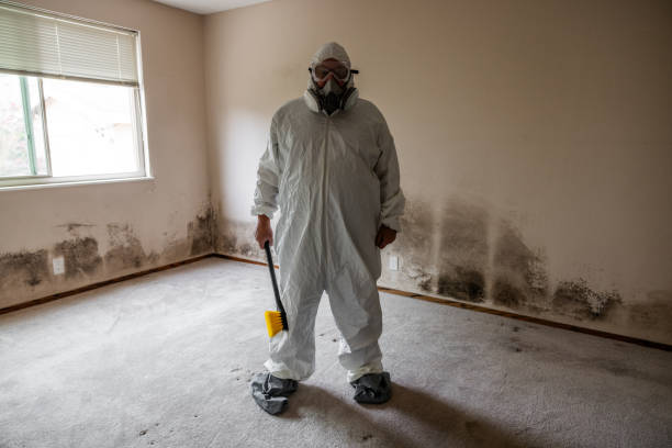 Best Fast Mold Removal  in Bayou Vista, LA