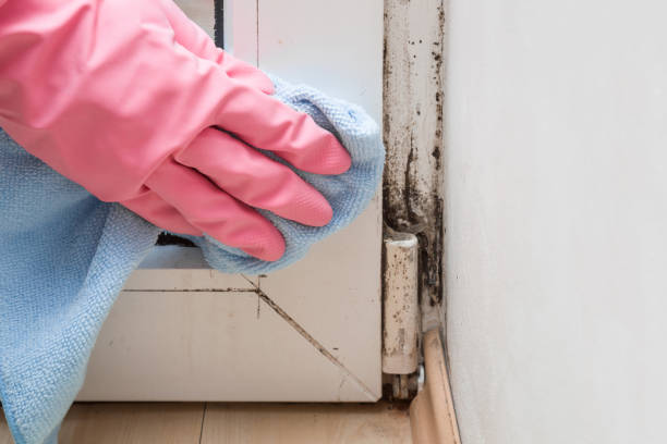 Best Mold Remediation Services  in Bayou Vista, LA